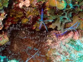 Pederson Cleaner Shrimp