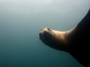 California Sea Lion