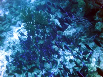 Blue Tangs