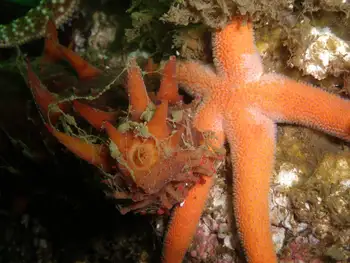 California Sea Cucumber