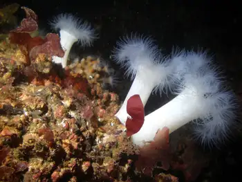 Metridium Anemones