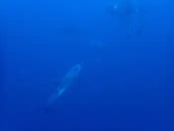 Bottlenose Dolphins