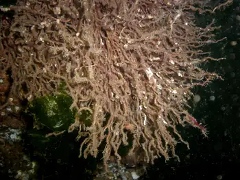 Prolific Three Section Tube Worms