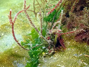 Jointed Three Section Tube Worm