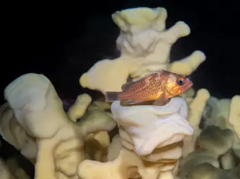 Cloud Sponge
