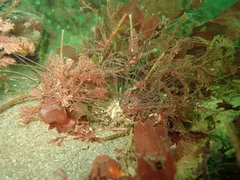 Curlyhead Spaghetti Worm