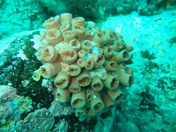 Tubastraea coccinea Coral