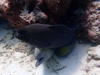 Giant Moray Eel