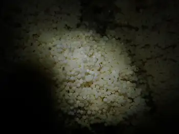 Eggs Lingcod