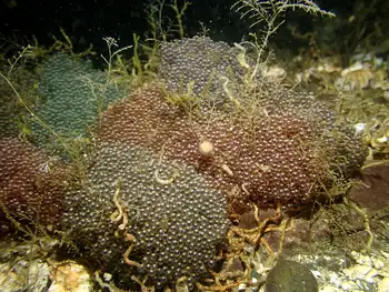 Eggs Kelp Greenlin