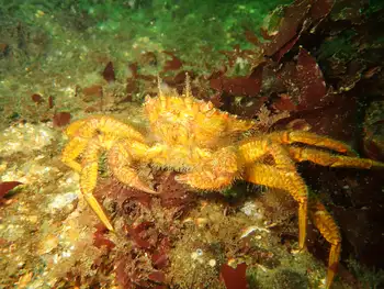 Helmet Crab
