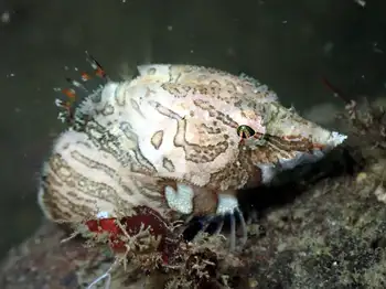 grunt sculpin