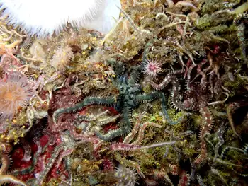 Daisy Brittle Star
