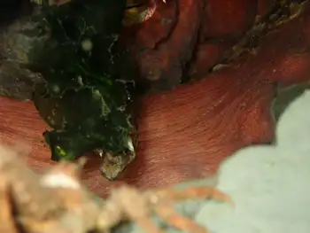 giant pacific octopus