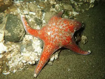 Leather Star