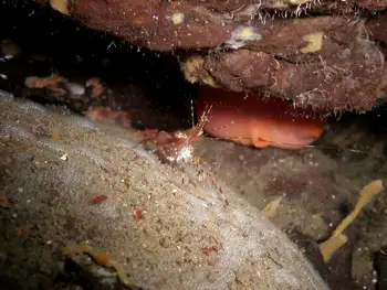 Coonstripe Shrimp