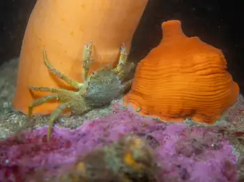 metridium anemone