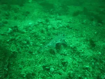 Ratfish