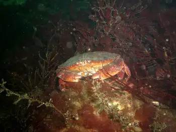 Red Rock Crab