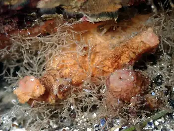 Tunicate