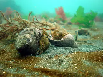 Grainyhand Hermit Crabs
