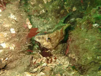 Painted Greenling