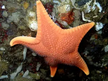 Vermilion Star