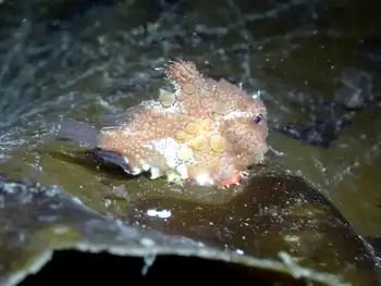 Spiny Lumpsucker