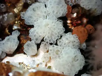 Coral