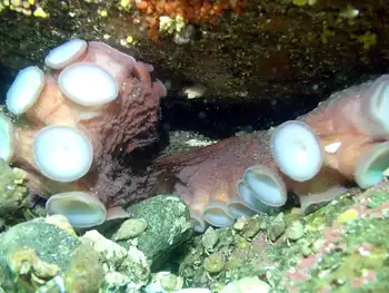 Giant Pacific Octopus