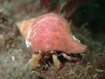 Hermit Crab