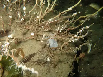 California Berthella