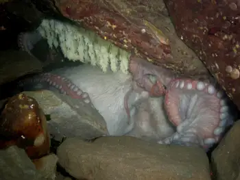 Eggs Giant Pacific Octopus
