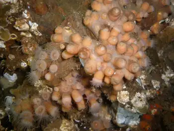 Orange Zoanthids