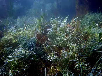 pickleweed algae