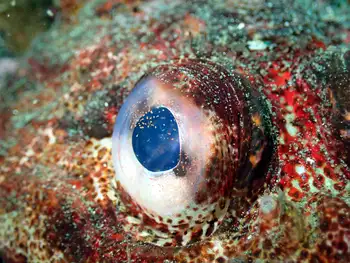 Red Irish Lord Sculpin
