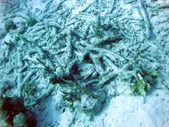 Fire Coral