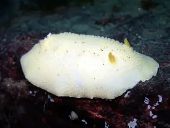 Noble Sea Lemon
