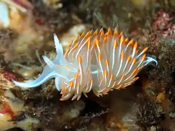 Horned Nudibranch