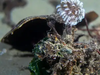 feather duster worm