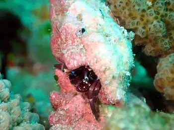 Blue Sock Hermit Crab