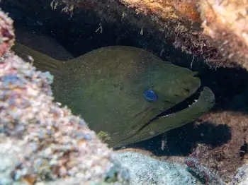 green moray eel