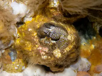 granular claw crab