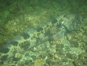 Lingcod