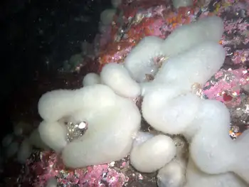 Lobed Compound Tunicate