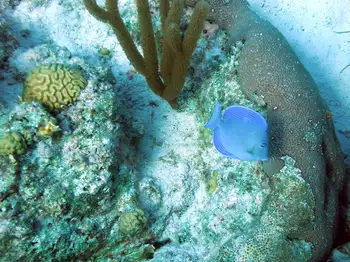 Blue Tang