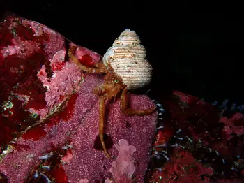 steven's hermit crab