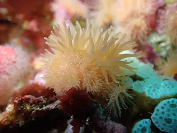Proliferating Anemone