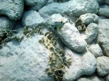 Spotted Trunkfish