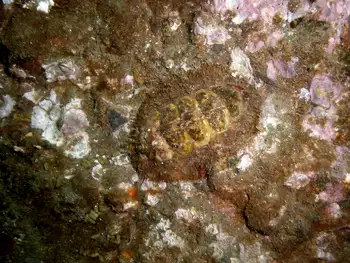 Chiton